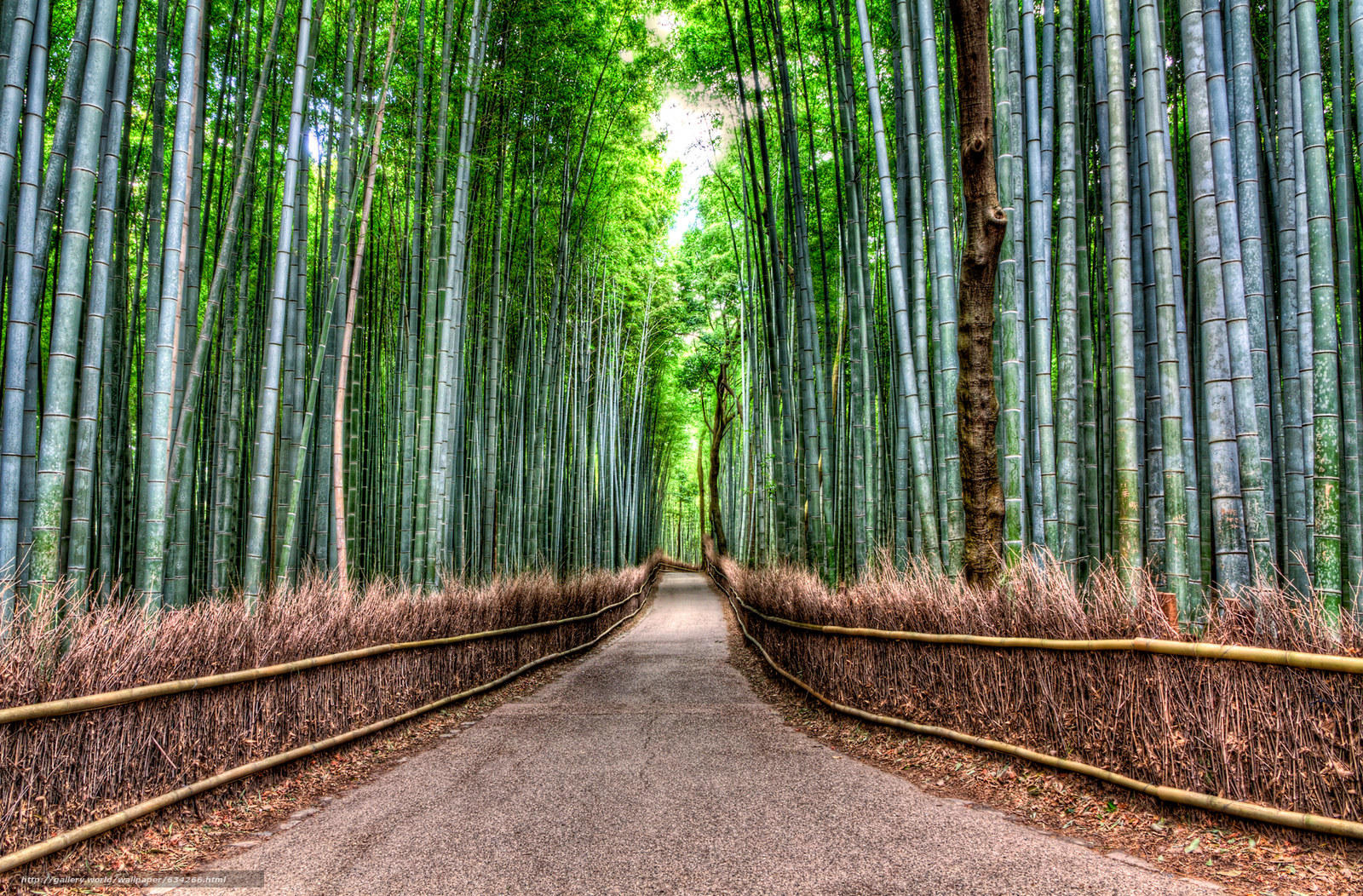 Download Wallpaper Bamboo Road, Bamboo Forest, Road - Foresta Di Bambù Sfondo - HD Wallpaper 