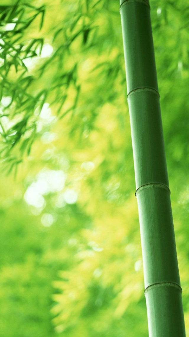 Bamboo Tree Wallpaper For Iphone X - HD Wallpaper 