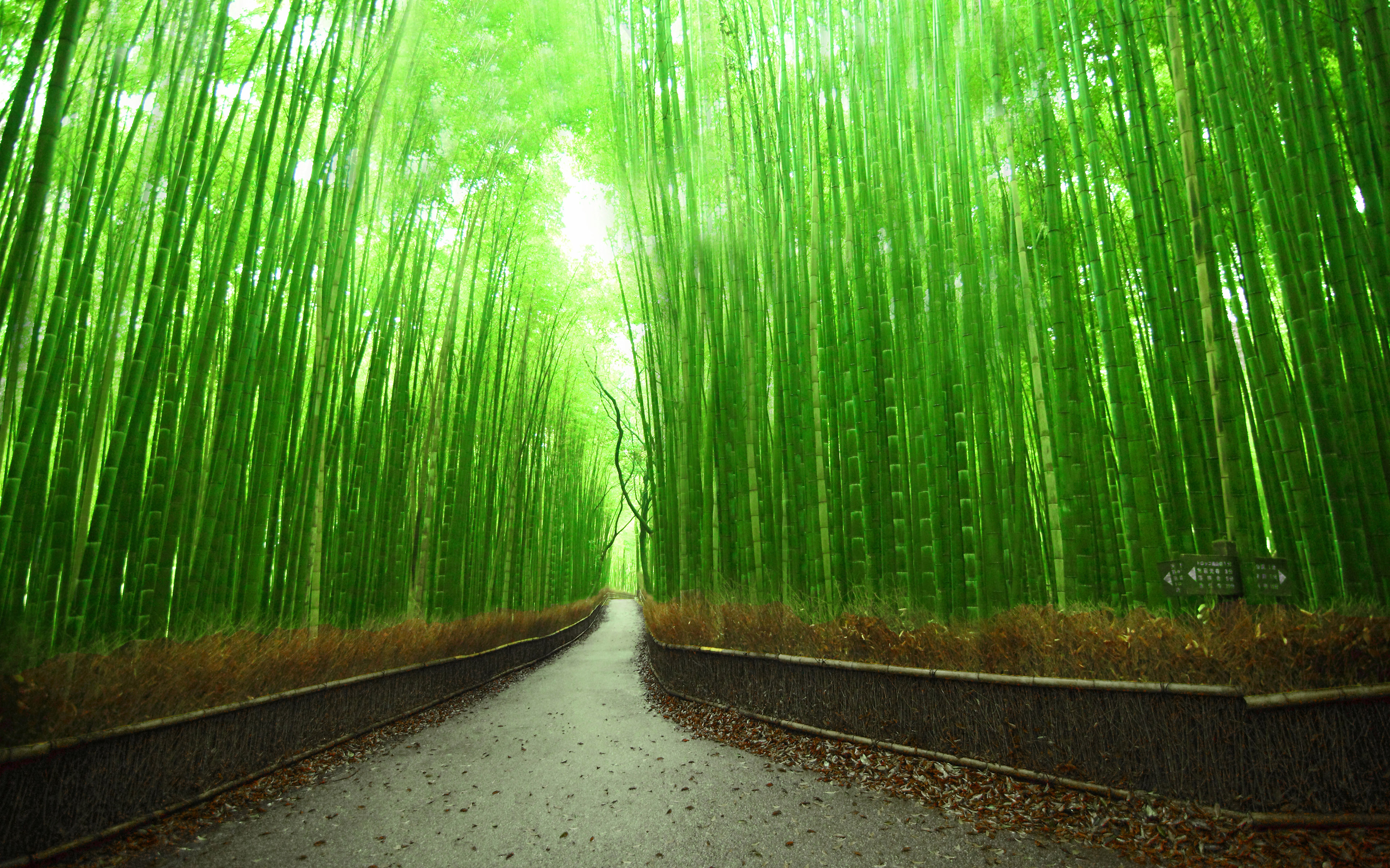 Arashiyama Bamboo Forest Hd - HD Wallpaper 
