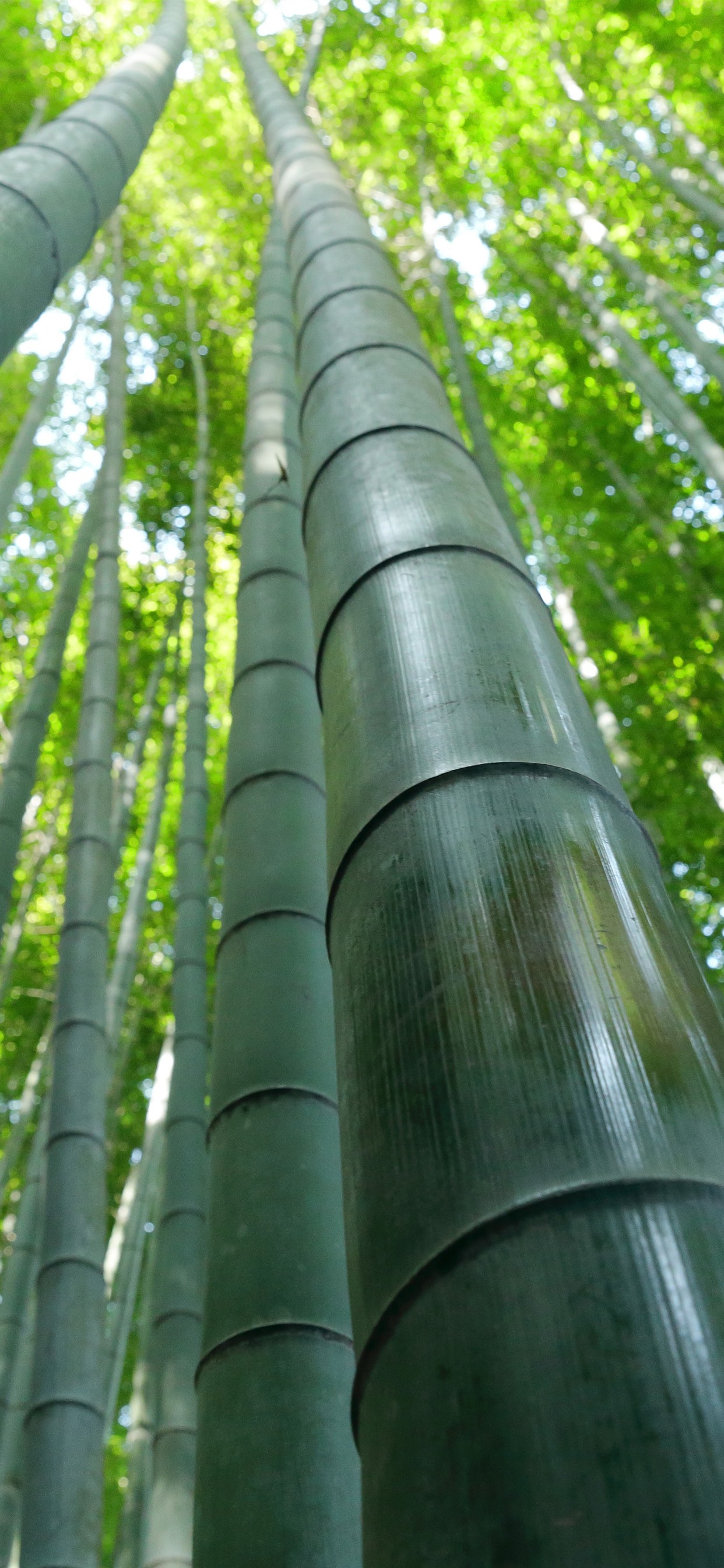 Iphone Wallpaper Bamboo Forest, Green, Summer - Iphone Xs Max Bamboo - HD Wallpaper 