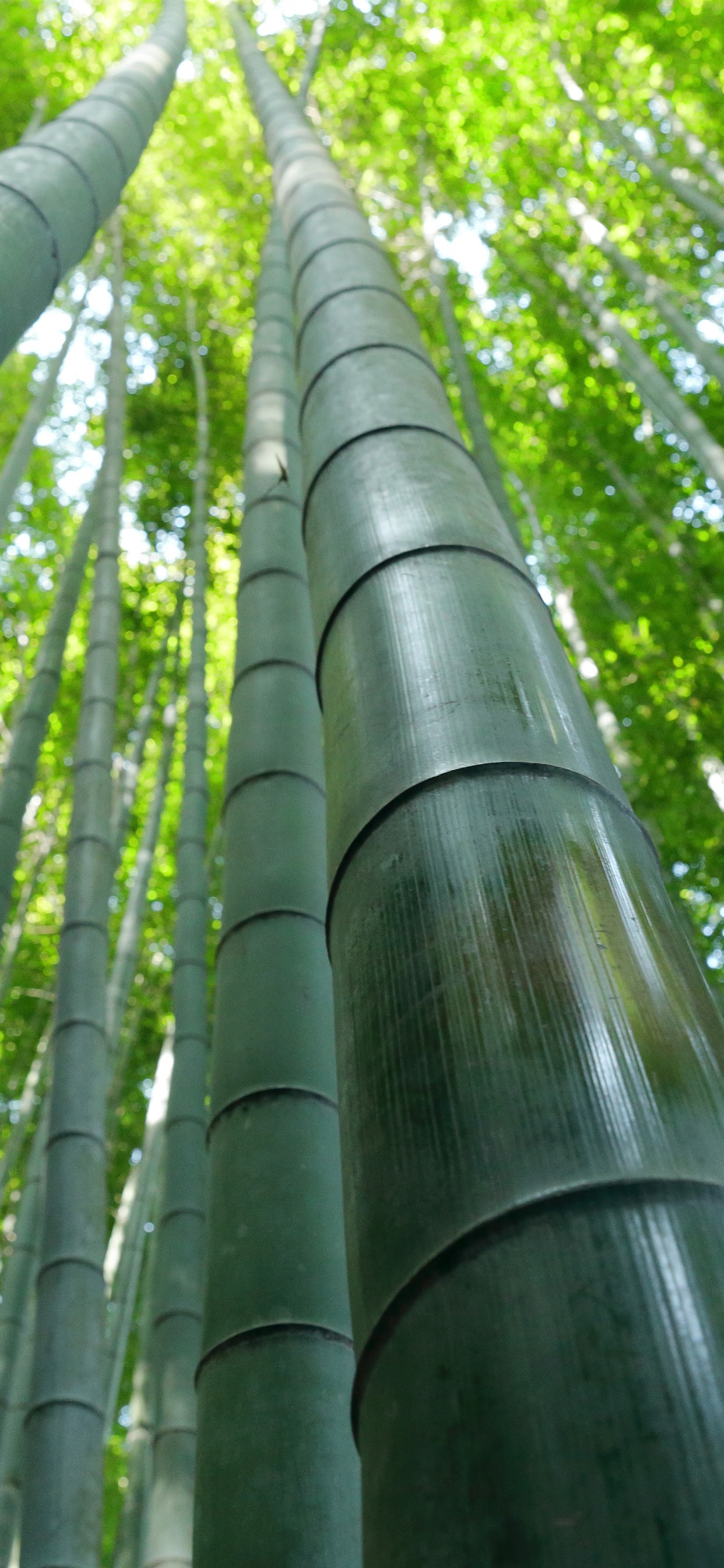 Iphone Wallpaper Bamboo Forest, Green ...