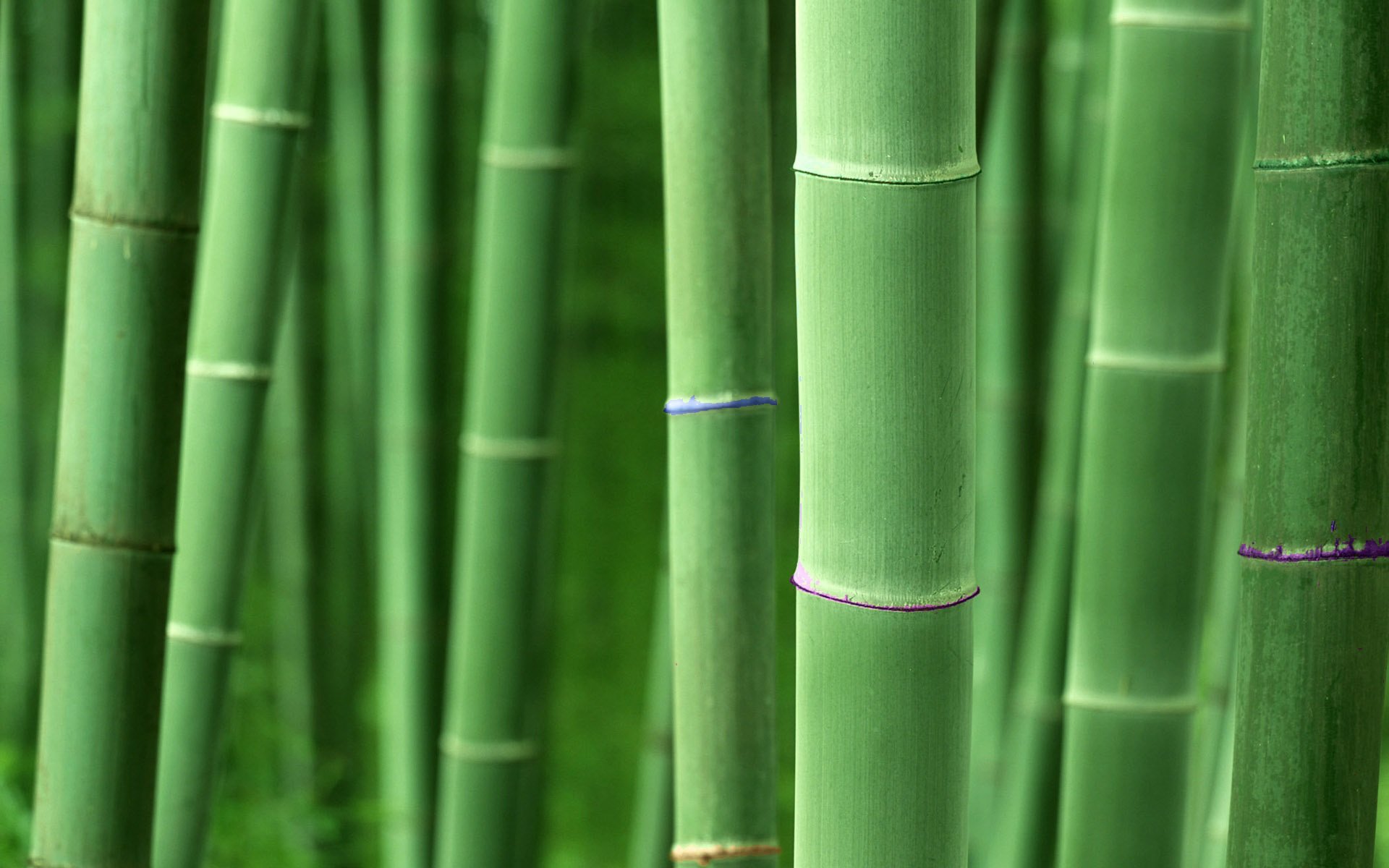 Download Hd Bamboo Pc Background Id - High Resolution Bamboo Background - HD Wallpaper 