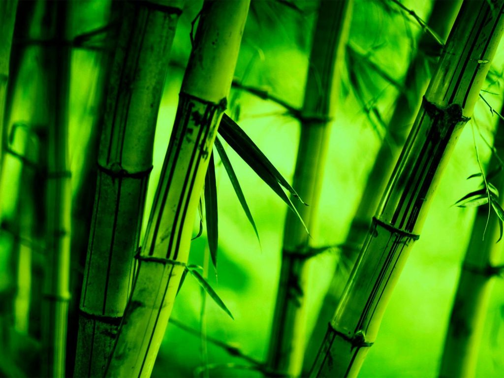 Bamboo Wallpaper - Bamboo Wallpaper 4k - HD Wallpaper 