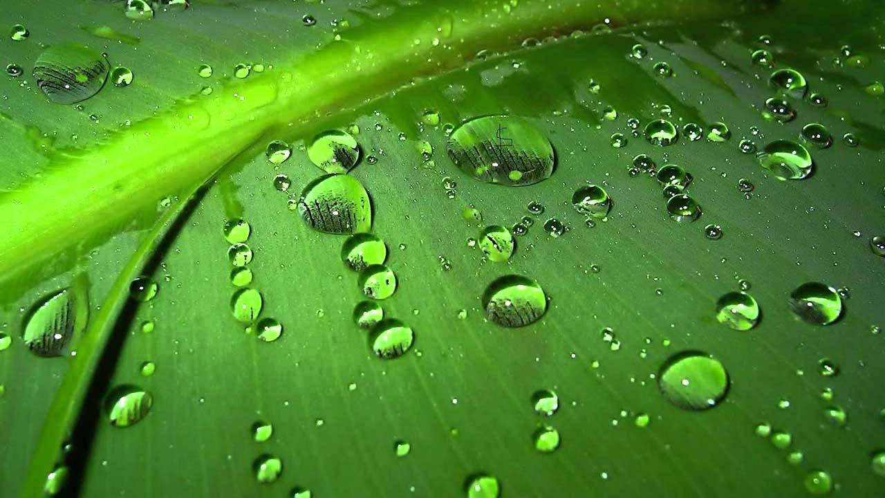 Mindfulness Bamboo Wallpaper High Quality Resolution, - Raindrops On Leaves Hd - HD Wallpaper 