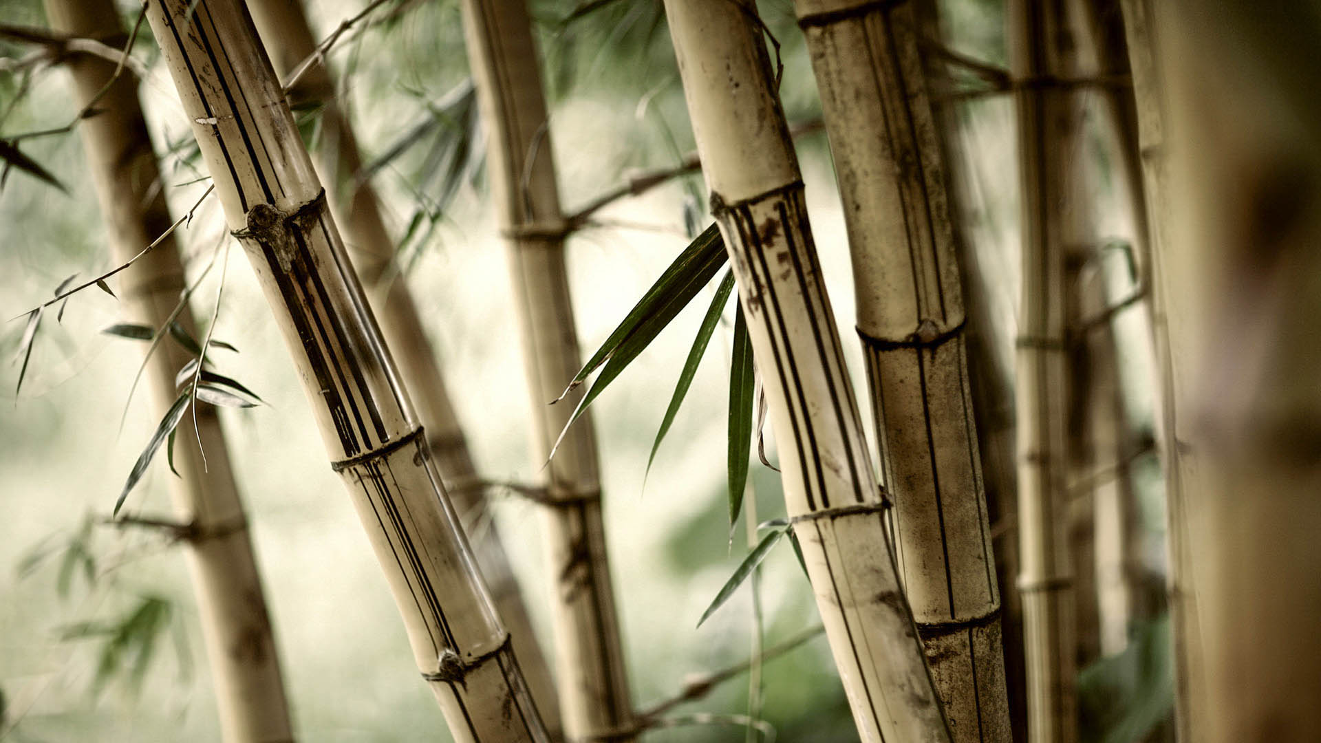 Products Of A Bamboo Plant - HD Wallpaper 