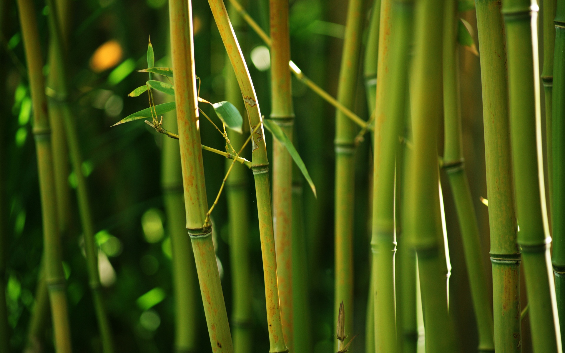 India Bamboo - HD Wallpaper 