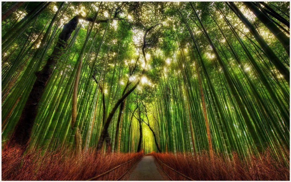 Kyoto Bamboo Forest Hd - HD Wallpaper 