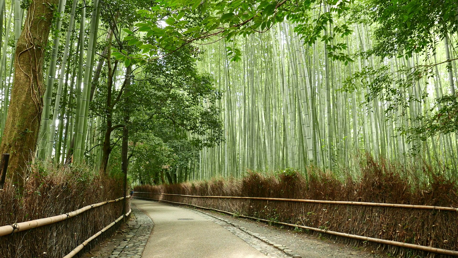 Arashiyama Hd - HD Wallpaper 