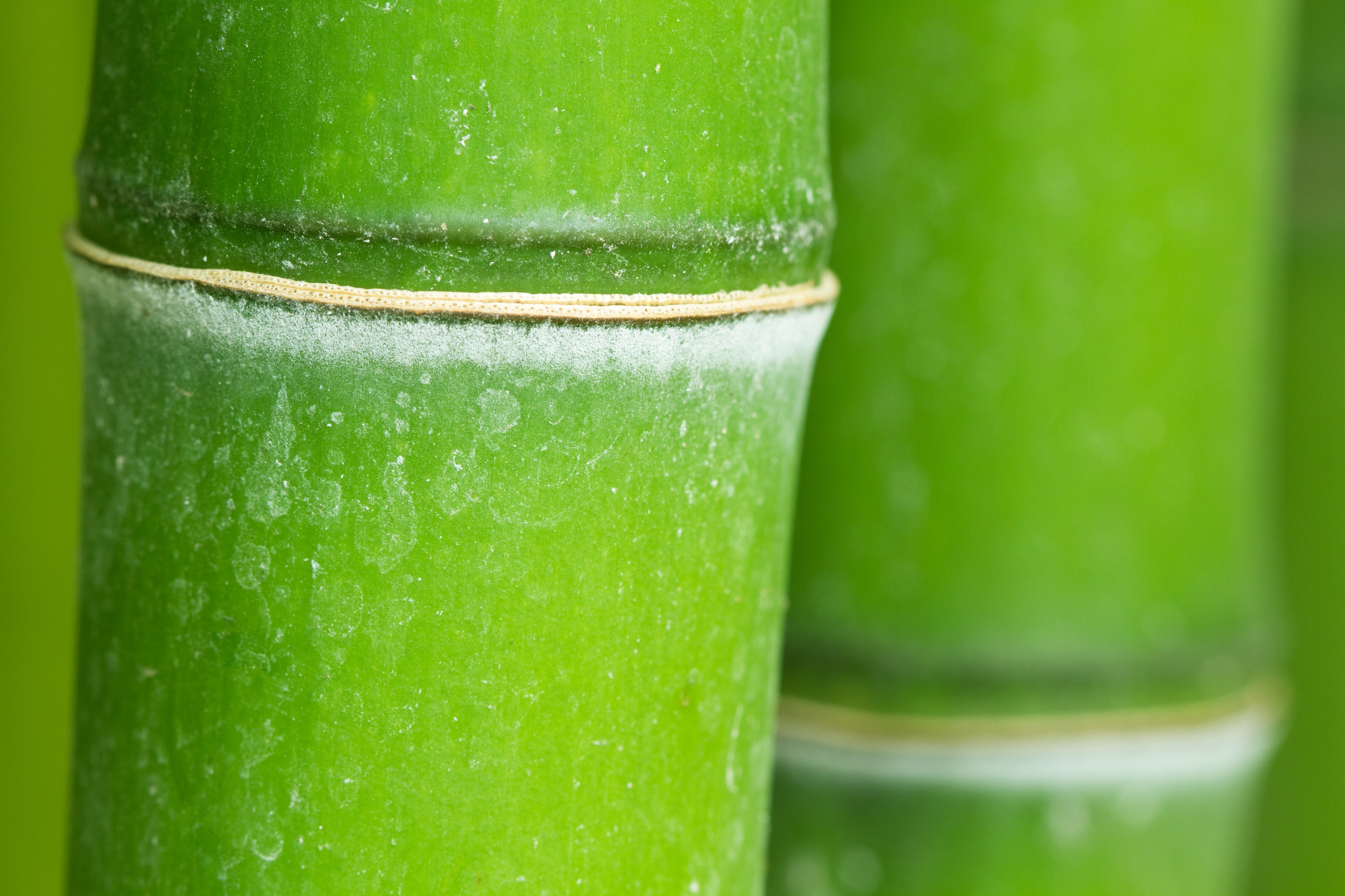 Fondo De Bambu Hd - HD Wallpaper 