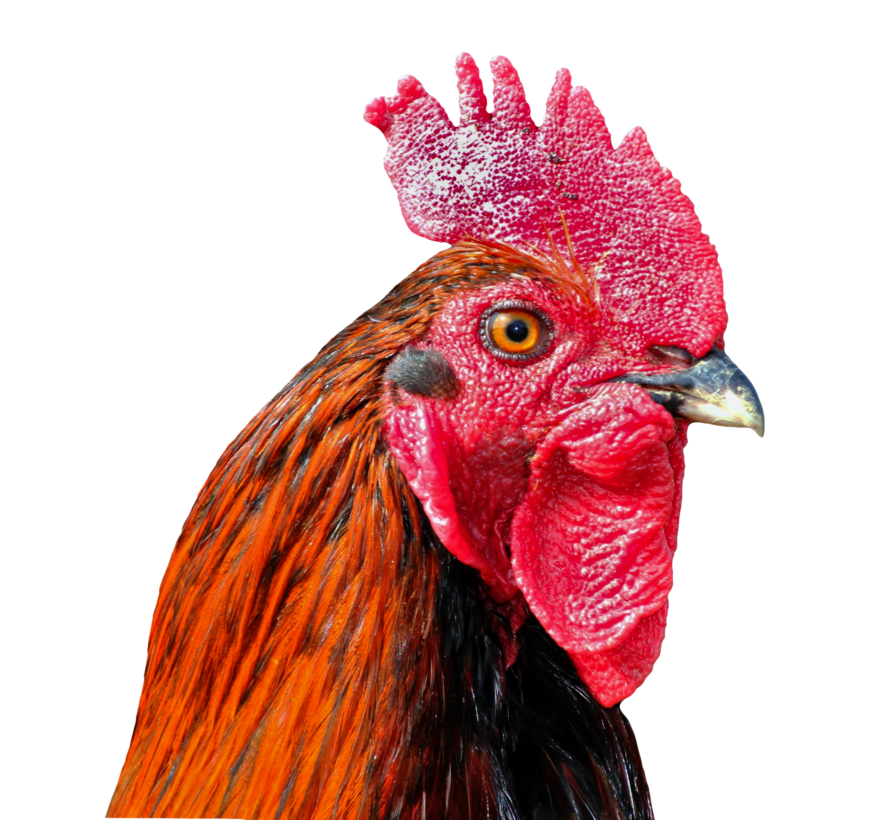 Background Wallpaper Cock Bird Poultry - Rooster - HD Wallpaper 
