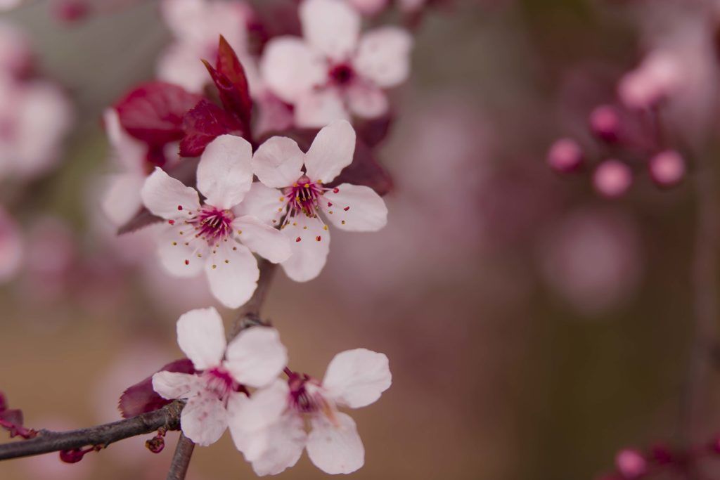 Good Morning Image New 2019 - HD Wallpaper 