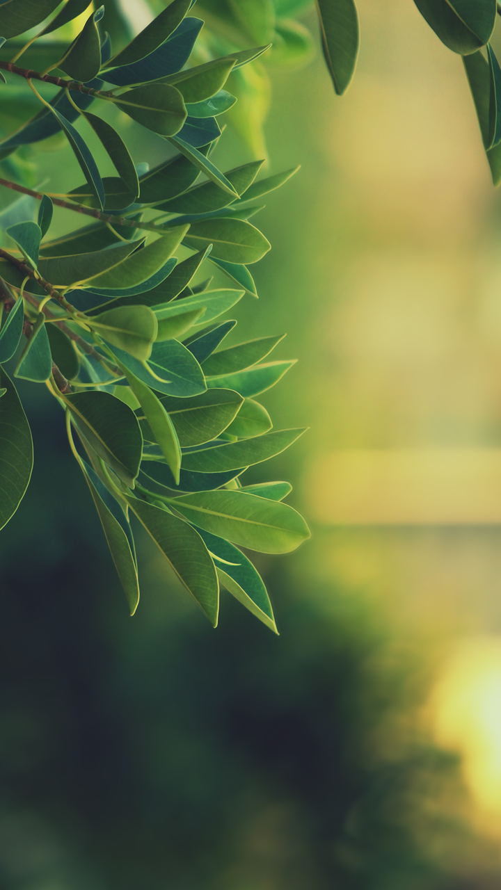 Phone Wallpaper Hd - HD Wallpaper 