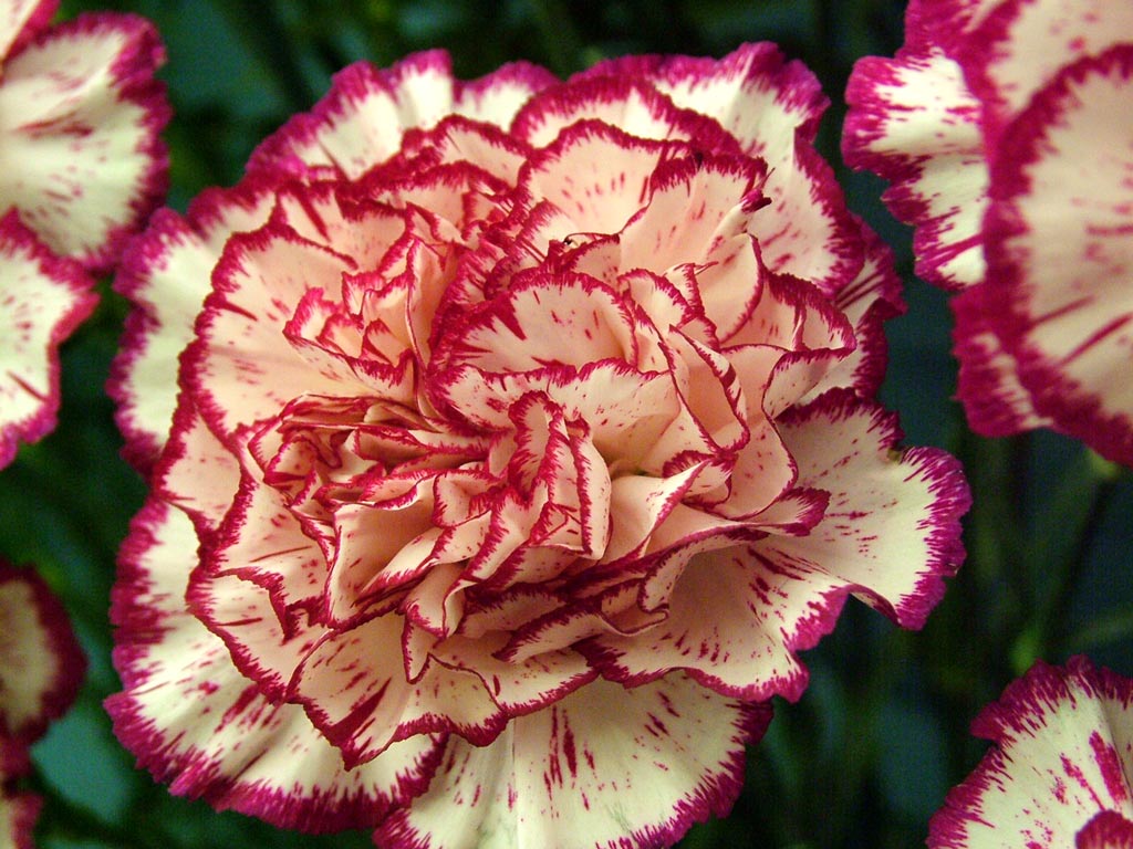 Carnations Flower Himachal Pradesh - Carnation Striped - HD Wallpaper 