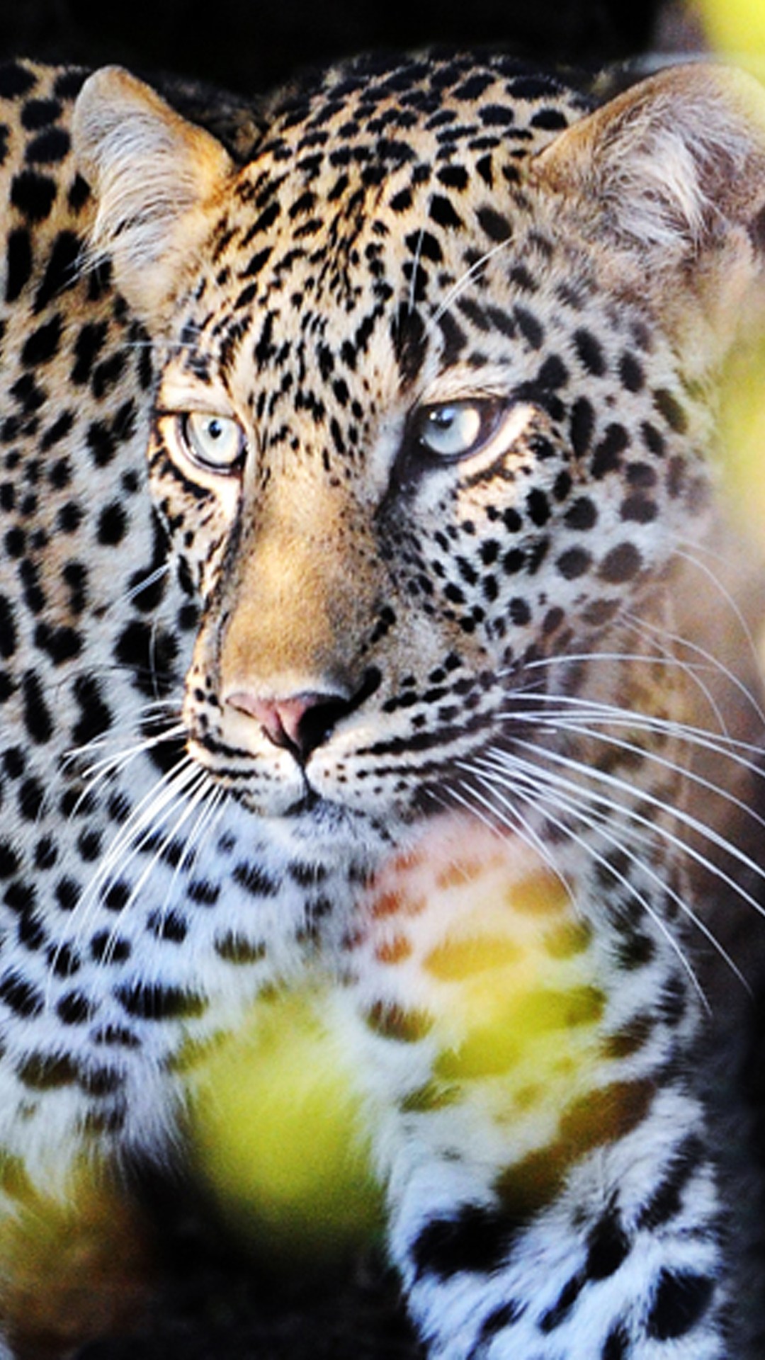 Leopard Iphone Wallpaper - Perfect Wallpaper For Android - HD Wallpaper 