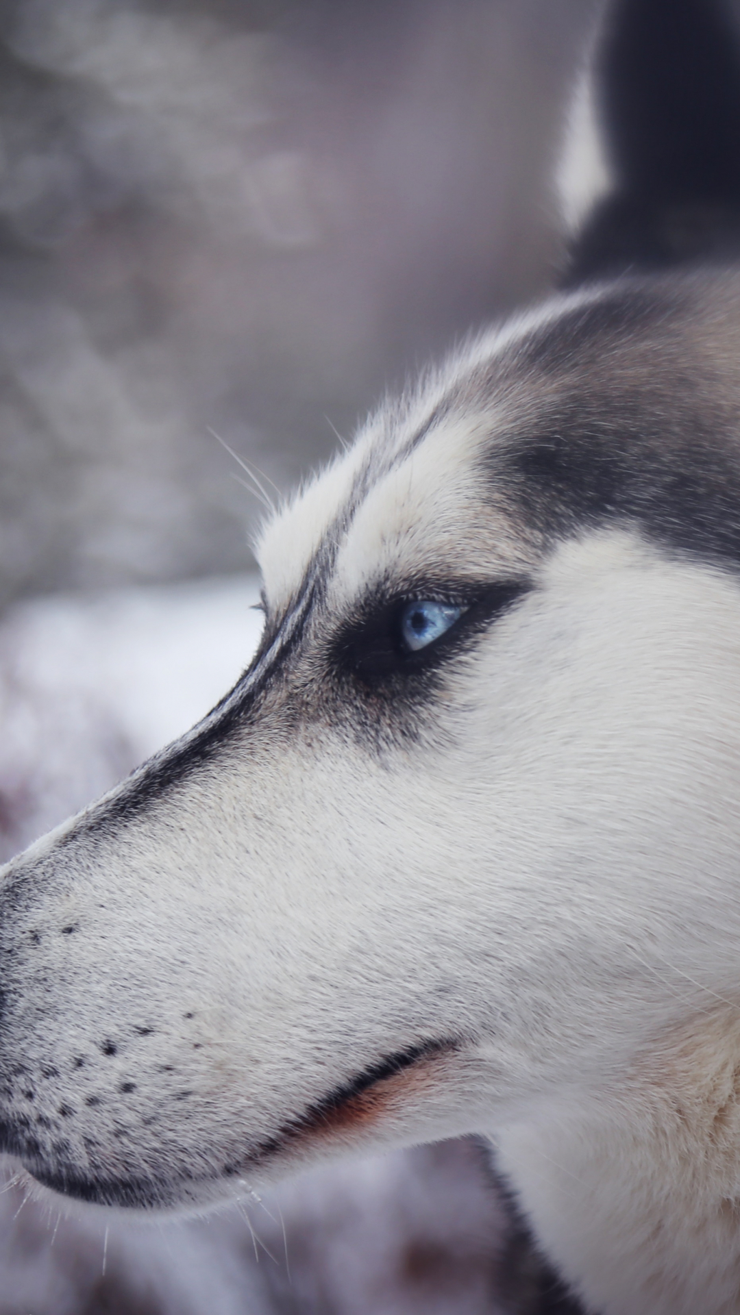 Dog, Animal, Canine, Husky Iphone Wallpaper - Underdog Motivational - HD Wallpaper 