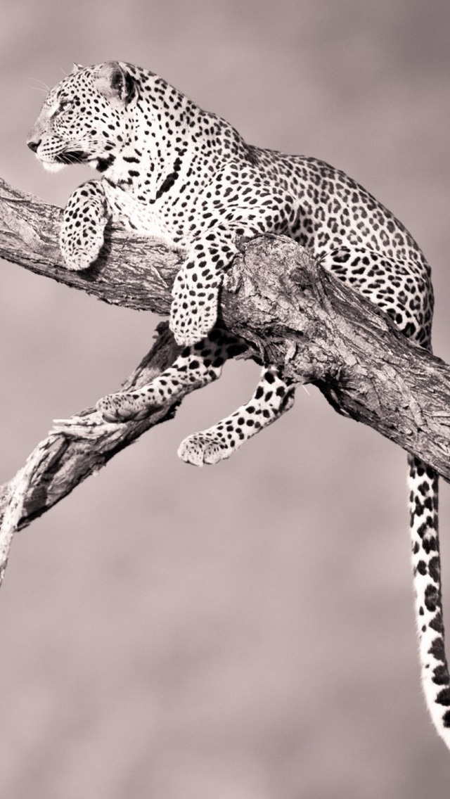 Leopard Climbing A Tree Iphone 5s Wallpaper - Cheetah On A Branch - HD Wallpaper 