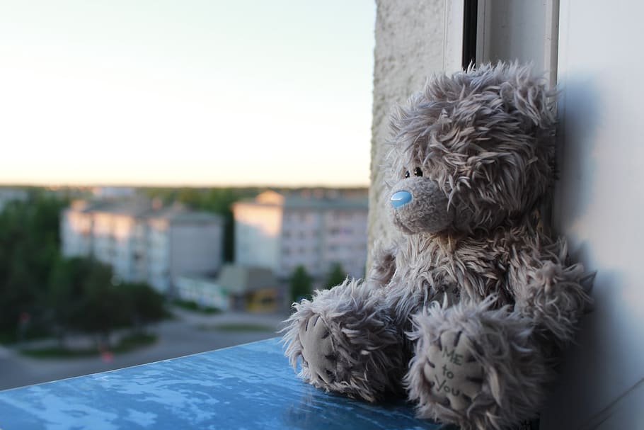 Window, Teddy, Bear, Domestic, One Animal, Mammal, - Glen Of Imaal Terrier - HD Wallpaper 