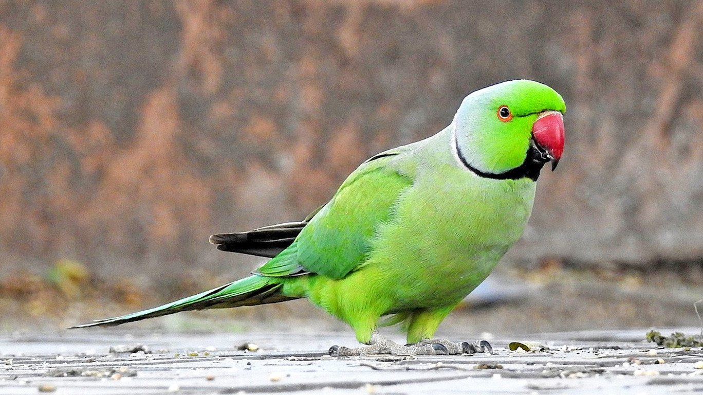 Hd Parrot Image - Rose Ringed Parakeet - HD Wallpaper 