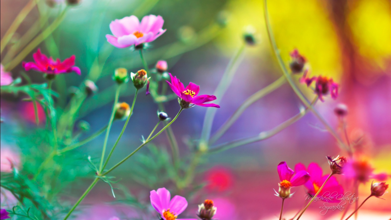 Best Ideas About Desktop Wallpaper Free Download On - Flower Hd - 1366x768  Wallpaper 