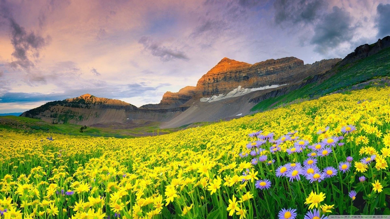 Distance Of Valley Of Flowers From Delhi - HD Wallpaper 