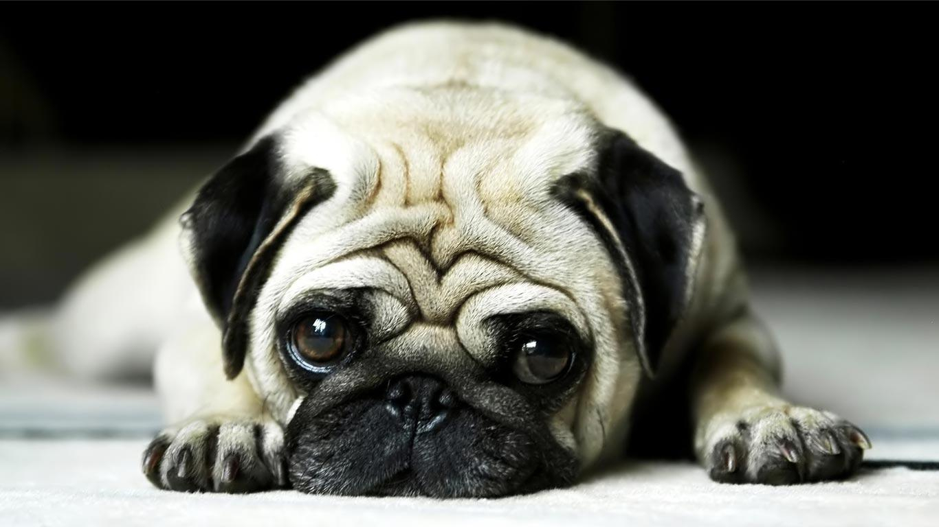 Hd Wallpaper For Laptop - 1080 P Full Hd - HD Wallpaper 