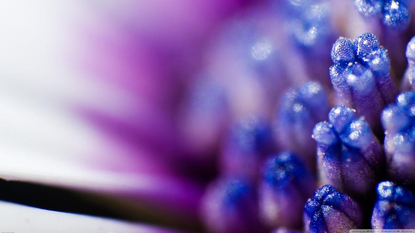 Super Macro Flowers - HD Wallpaper 