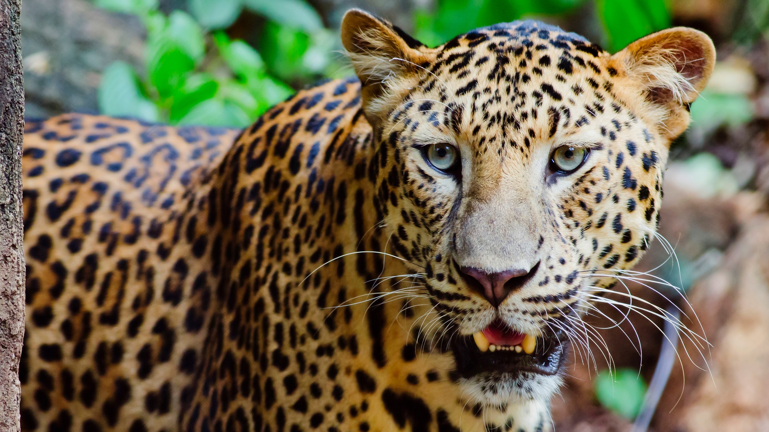 Papel De Parede Leopardo Familia - HD Wallpaper 