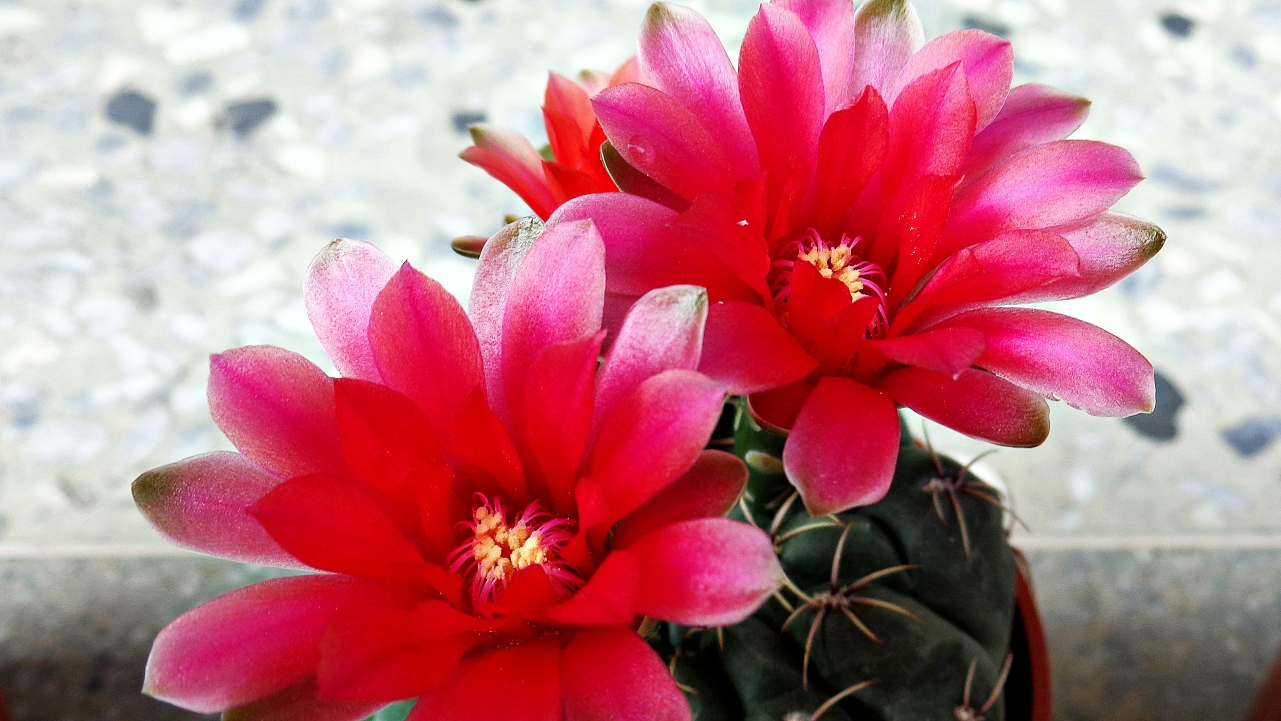 Large-flowered Cactus - HD Wallpaper 