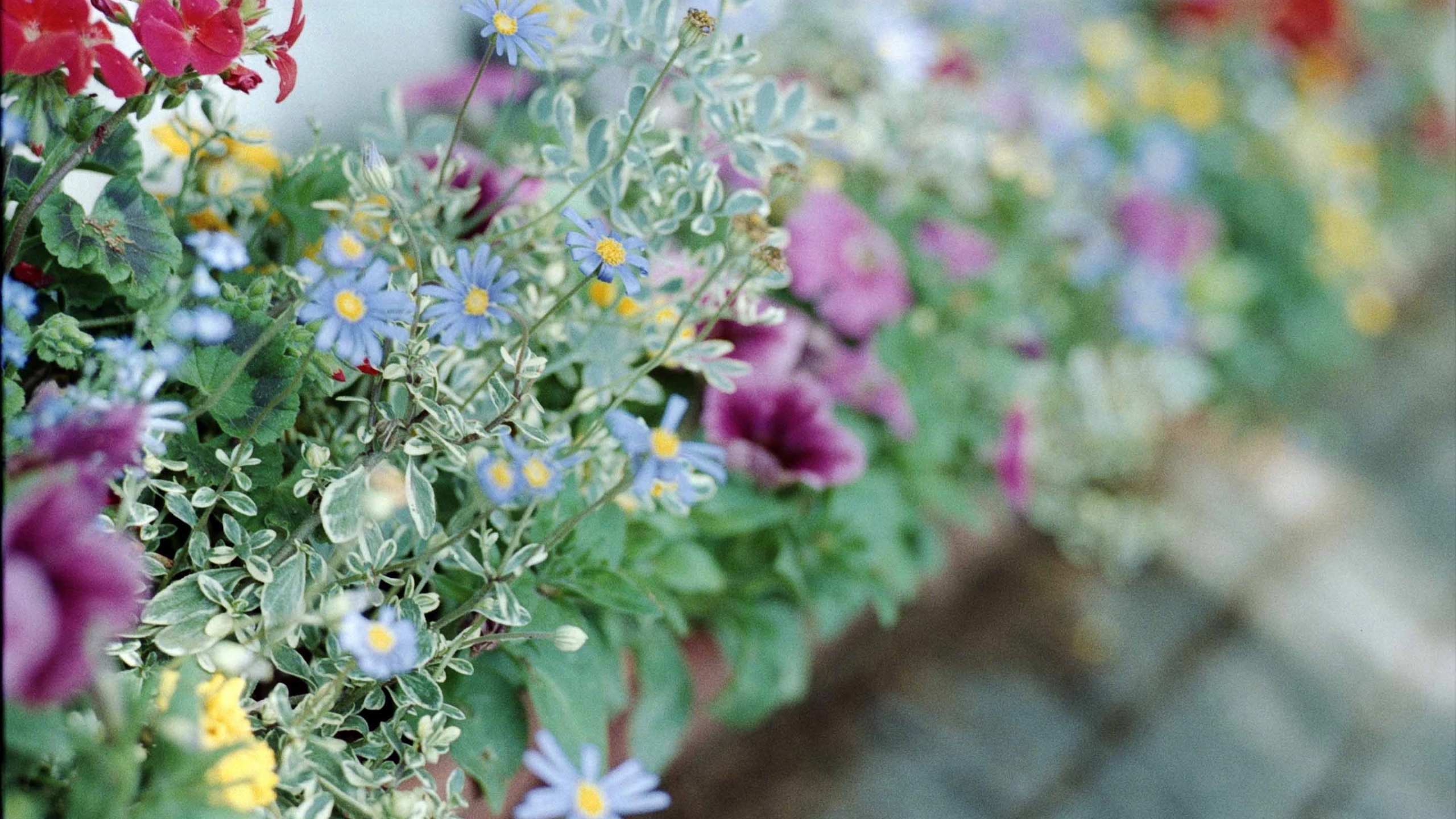 Mac Wallpaper Tumblr Flowers - HD Wallpaper 