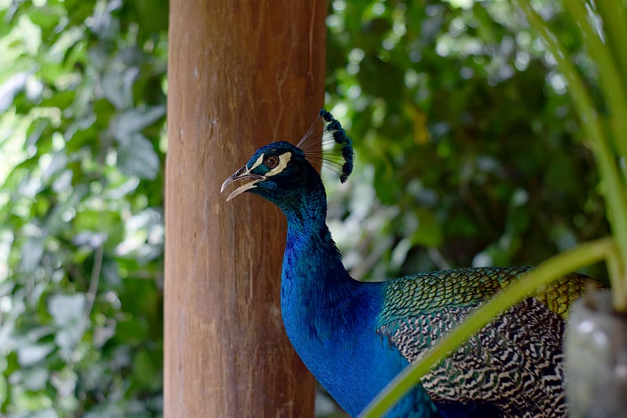 Colombia, Aviario Nacional De Colombia, Birds, Nature, - Peafowl - HD Wallpaper 