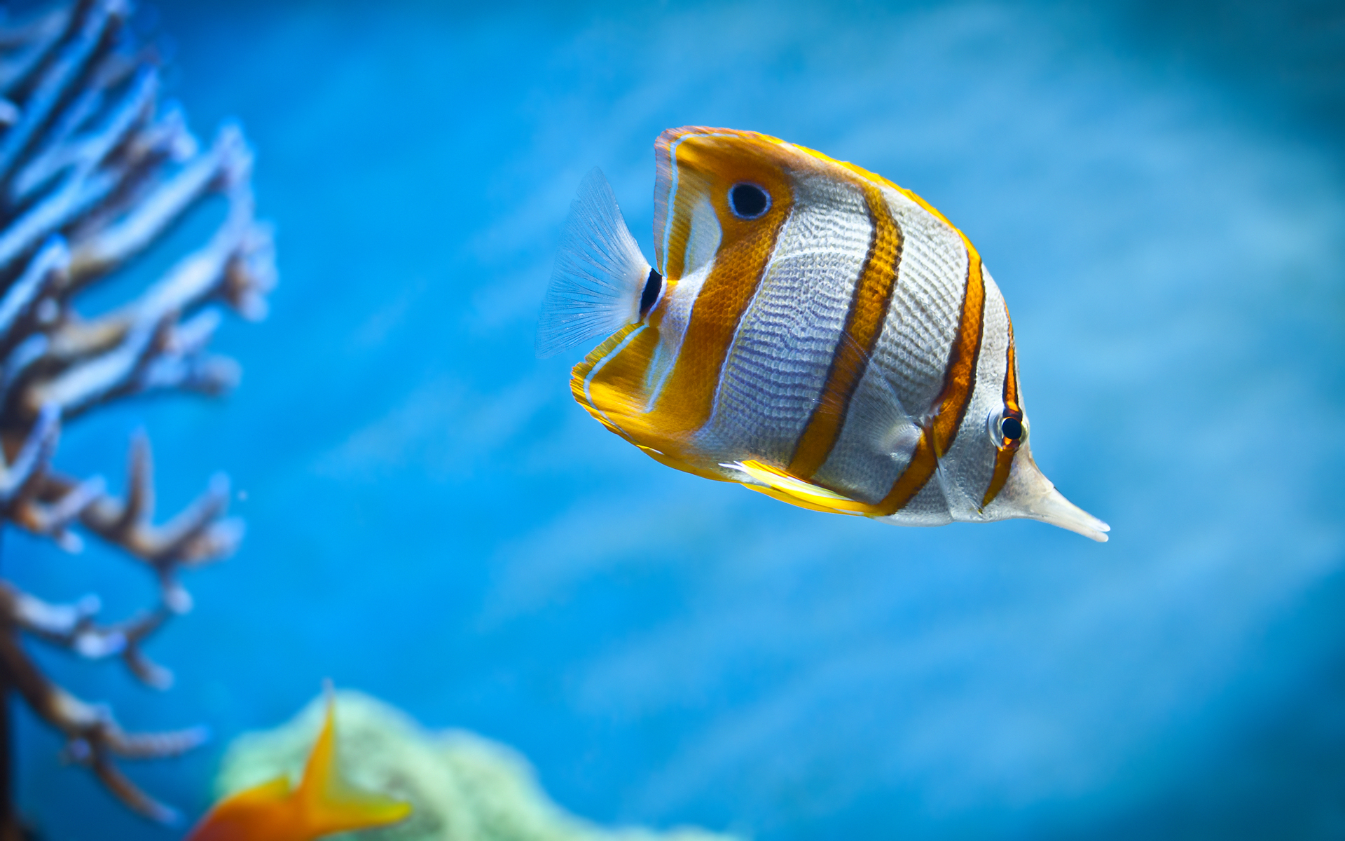 Real Fish Under The Sea - HD Wallpaper 