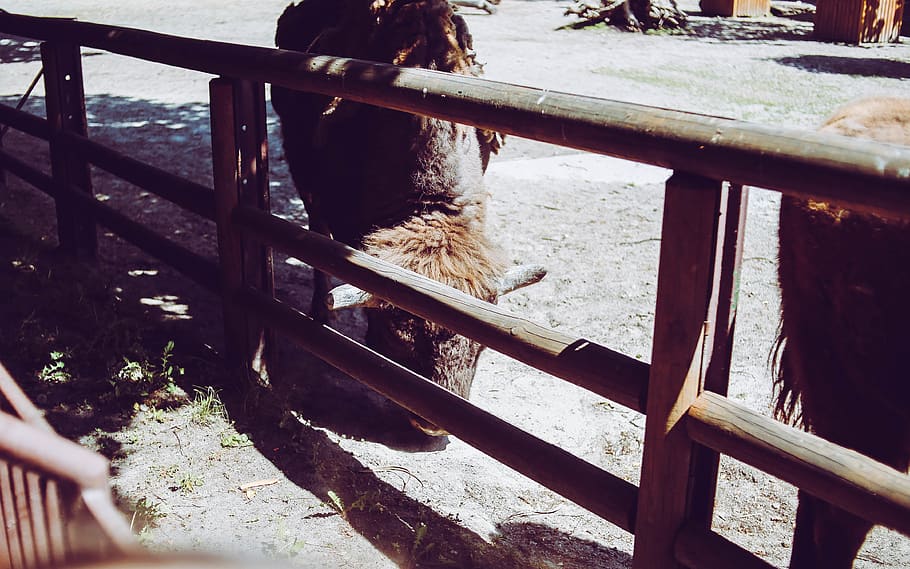 Ukraine, Kyiv, Kiev Zoo, Owl, Buffalo, Deer, Pelican, - HD Wallpaper 