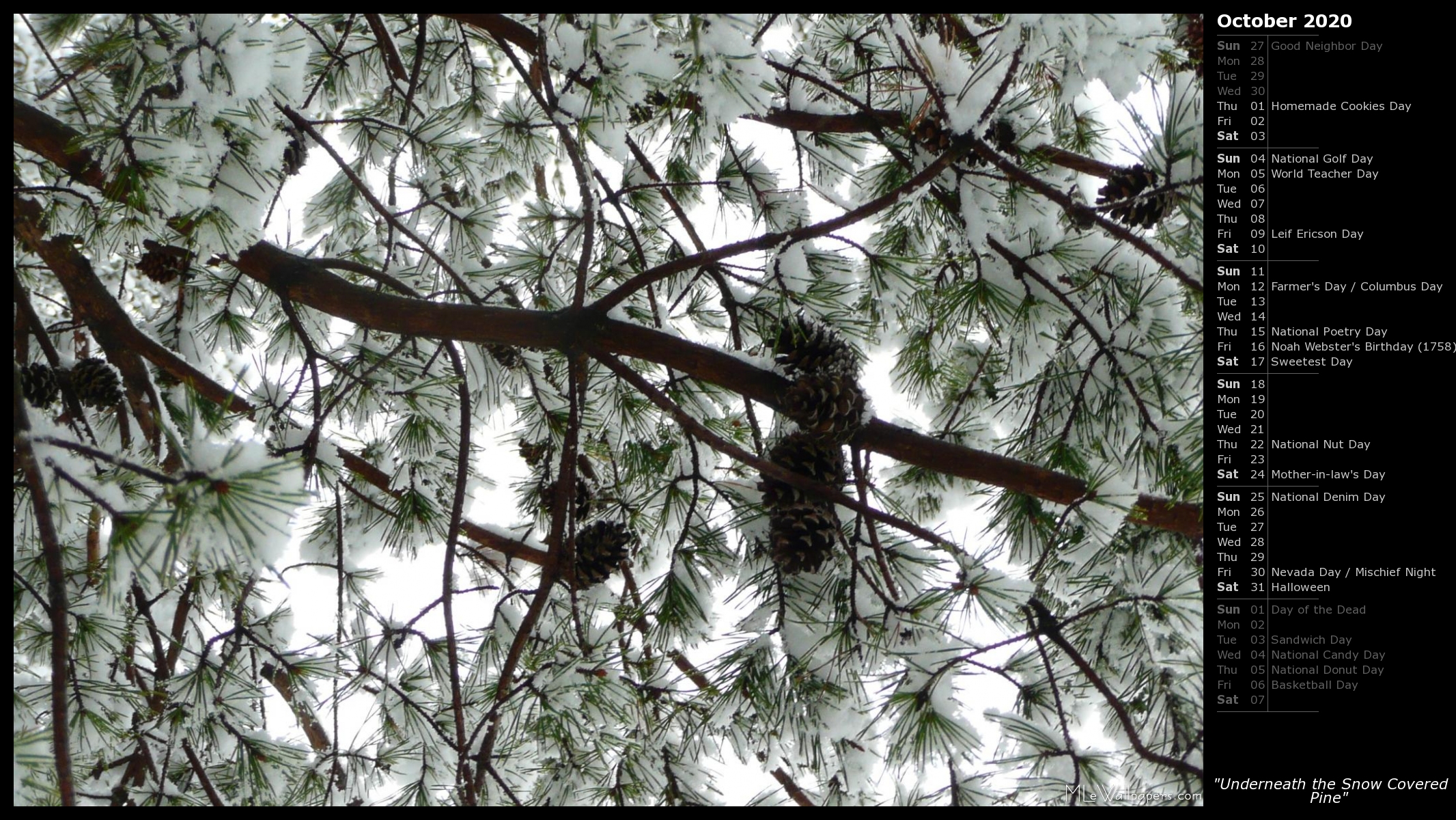 Underneath The Snow Covered Pine - Pine Tree With Snow Background - HD Wallpaper 