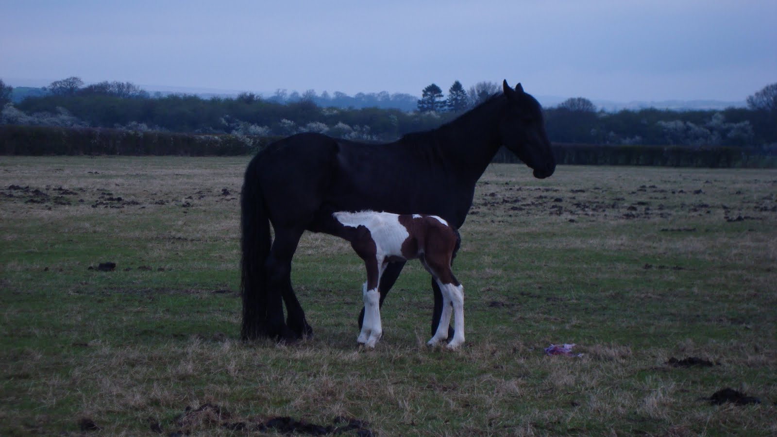 Stallion - HD Wallpaper 