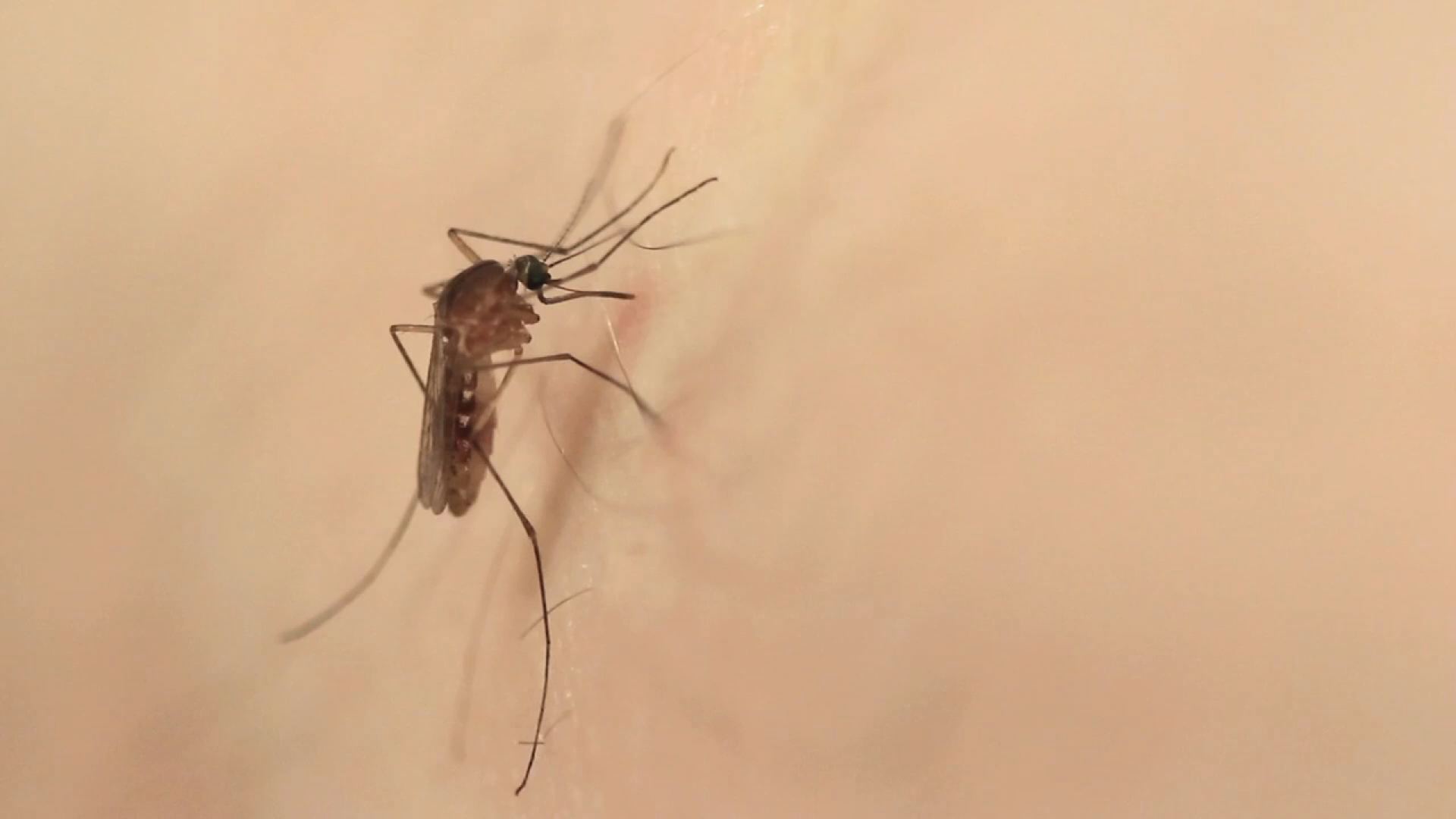 Mosquito - HD Wallpaper 