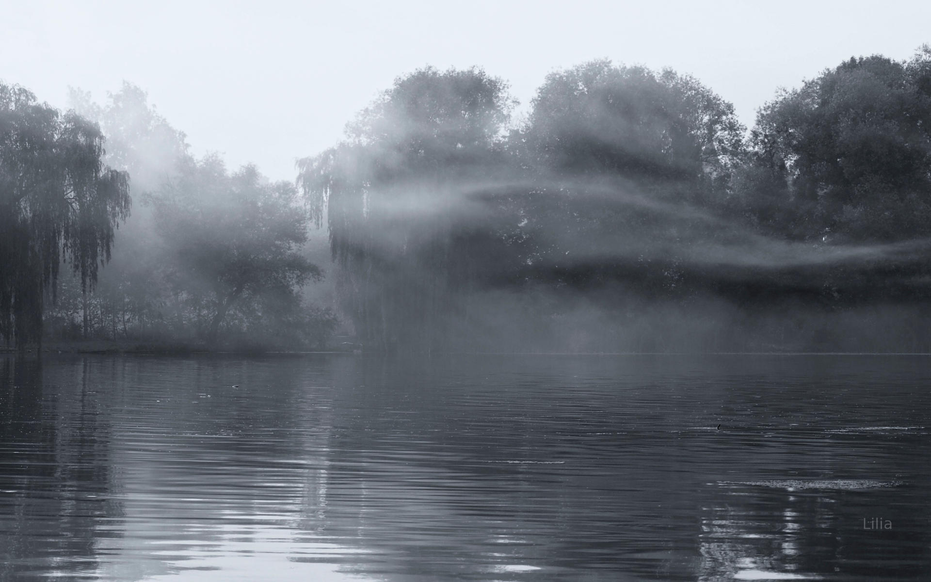 Forest Fog - HD Wallpaper 