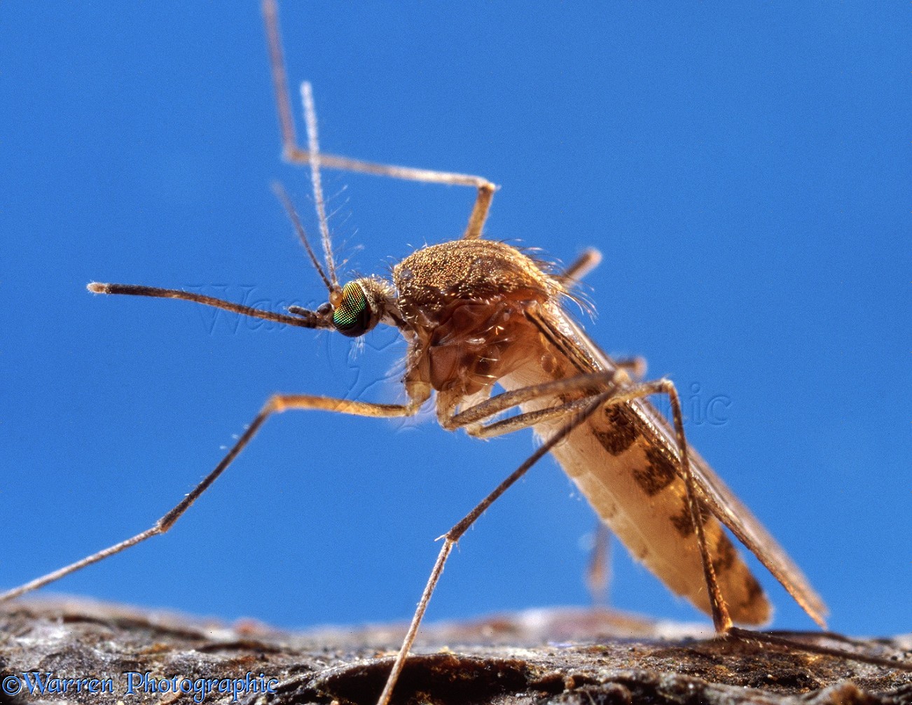 Female Mosquito Close Up - HD Wallpaper 