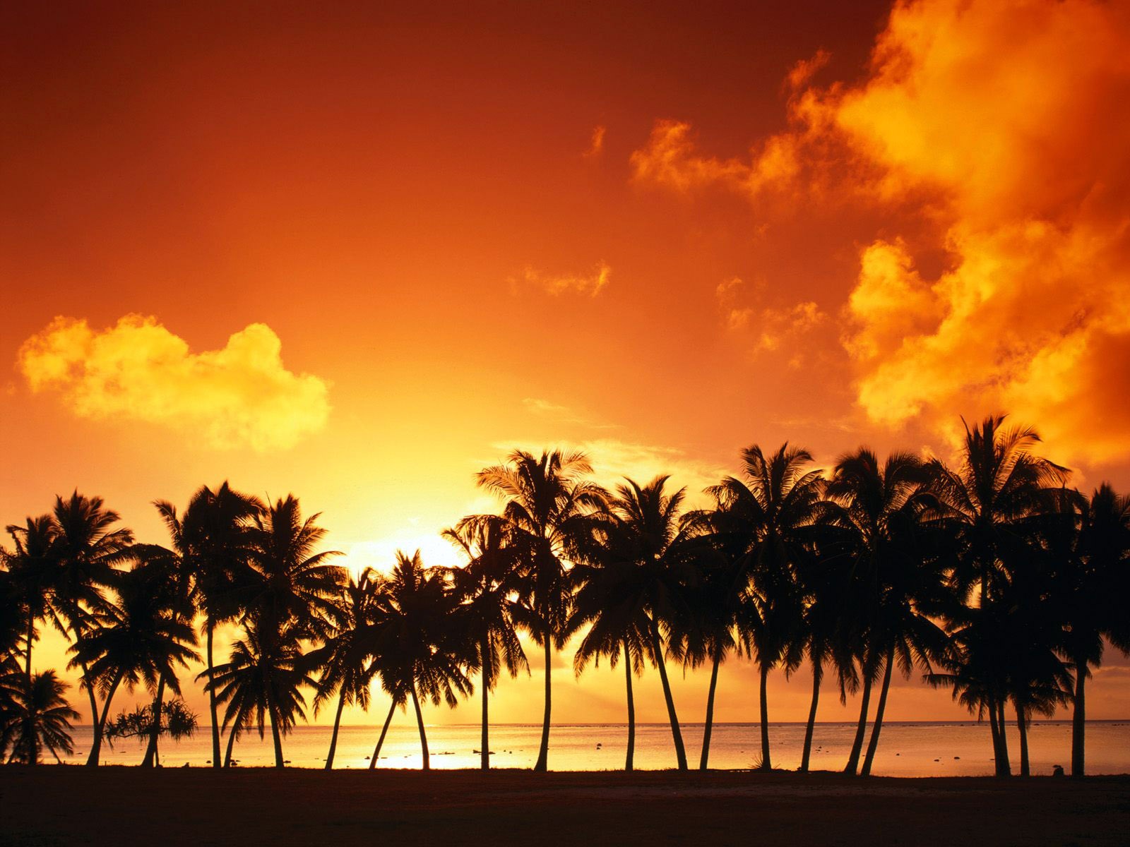 Miami Palm Tree Sunset - HD Wallpaper 