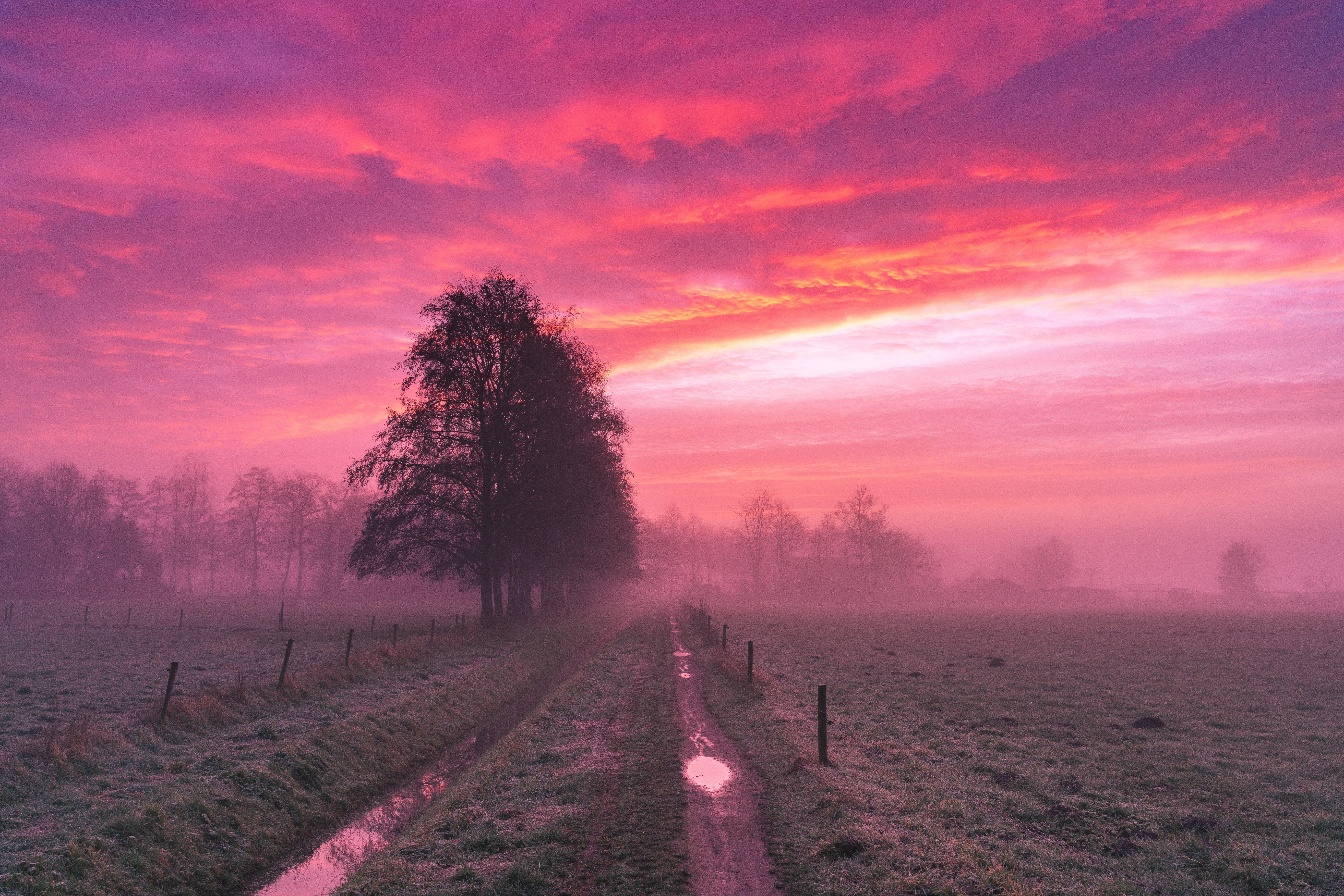 Field, Fog, Road, Trees, Dusk - Wallpaper - HD Wallpaper 
