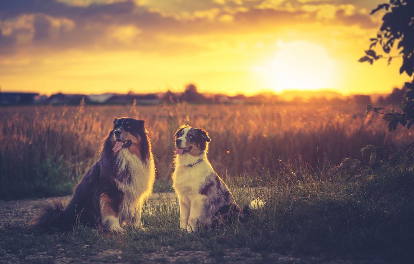 Photo Wallpaper Field, Sunset, Sundown, Dogs, Australian - Australian Shepherd - HD Wallpaper 