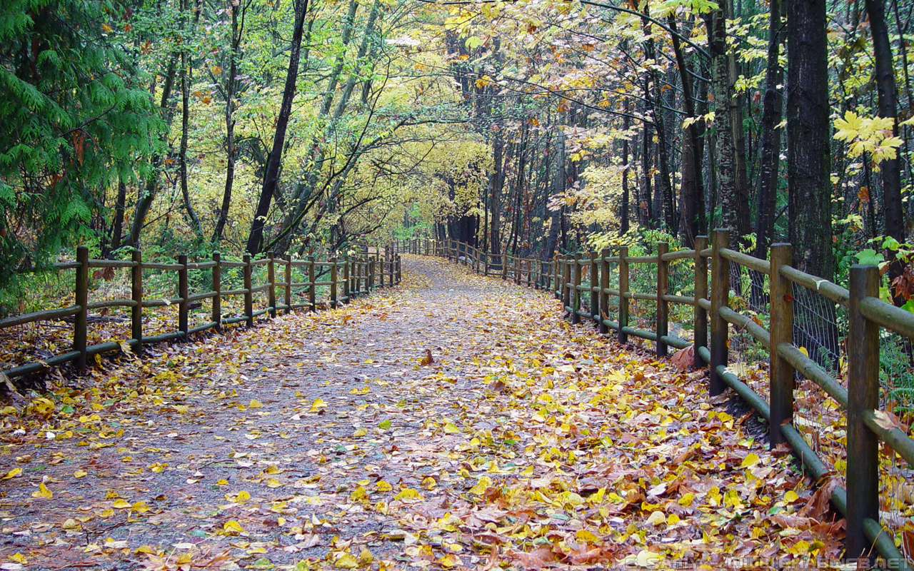 Autumn - HD Wallpaper 