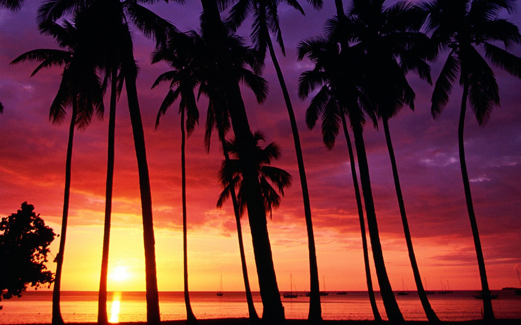 Palm Tree Sunset Wallpaper - Beaches Of Puerto Rico Sunset - HD Wallpaper 