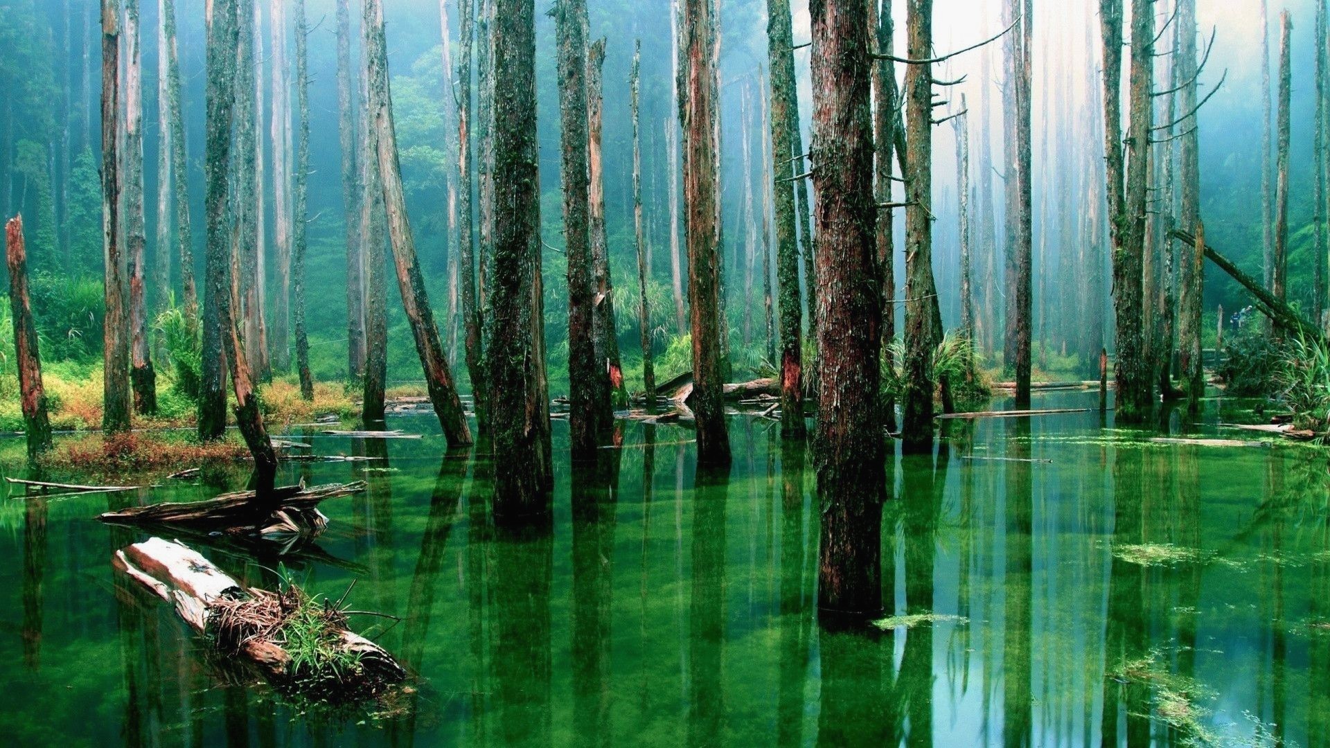 1920x1080, Amazon 3d Wallpaper Awesome Hd Widescreen Flooded Forest