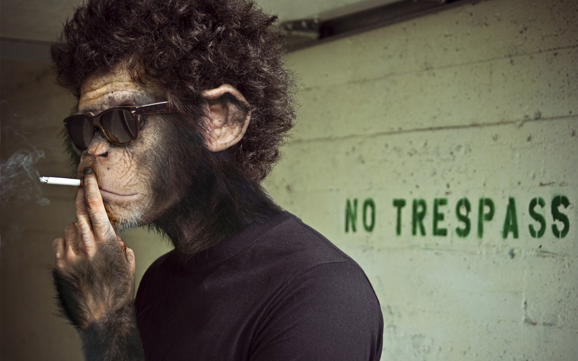 Monkey Smoking Weed Hd - HD Wallpaper 