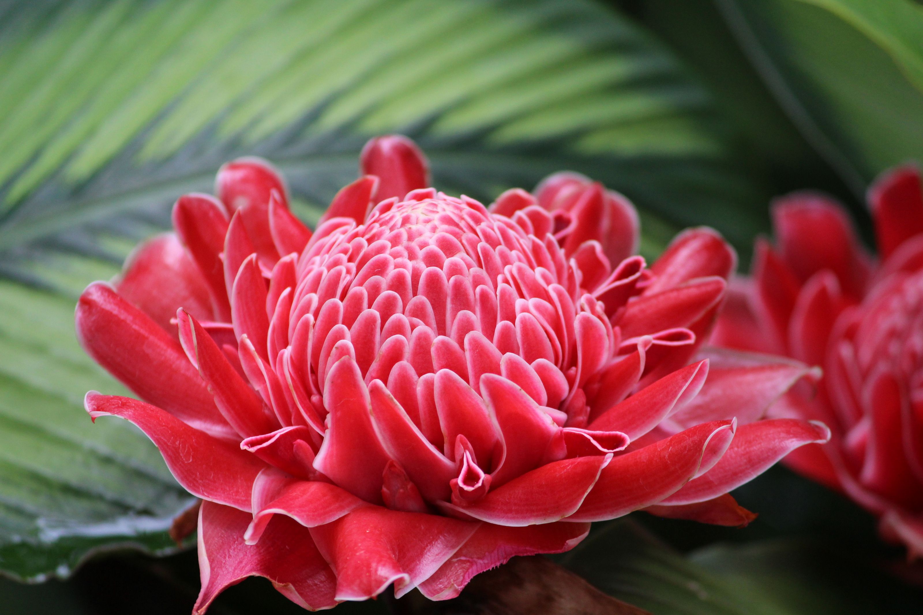 Red Ginger - HD Wallpaper 