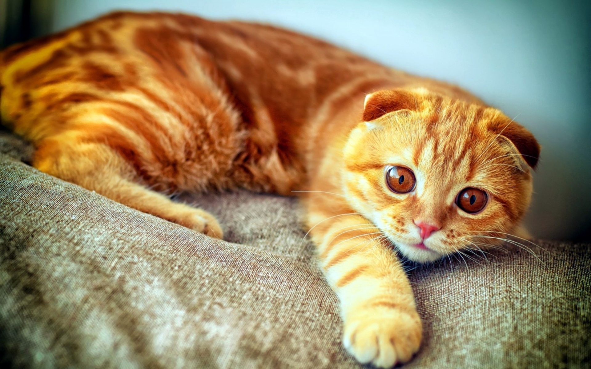 Orange Scottish Fold Cats - HD Wallpaper 