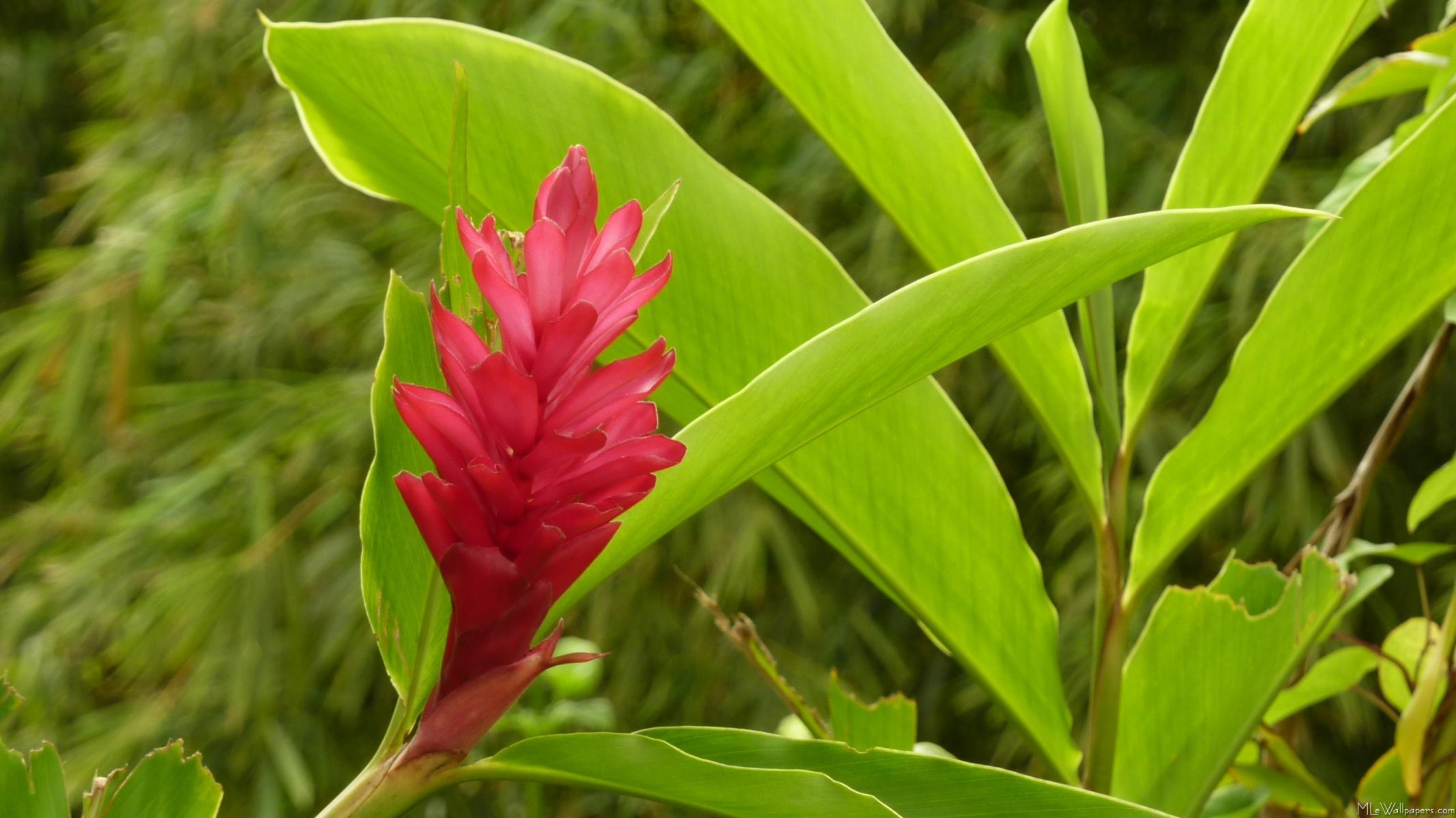 Red Ginger Flower - Ginger Plant - HD Wallpaper 