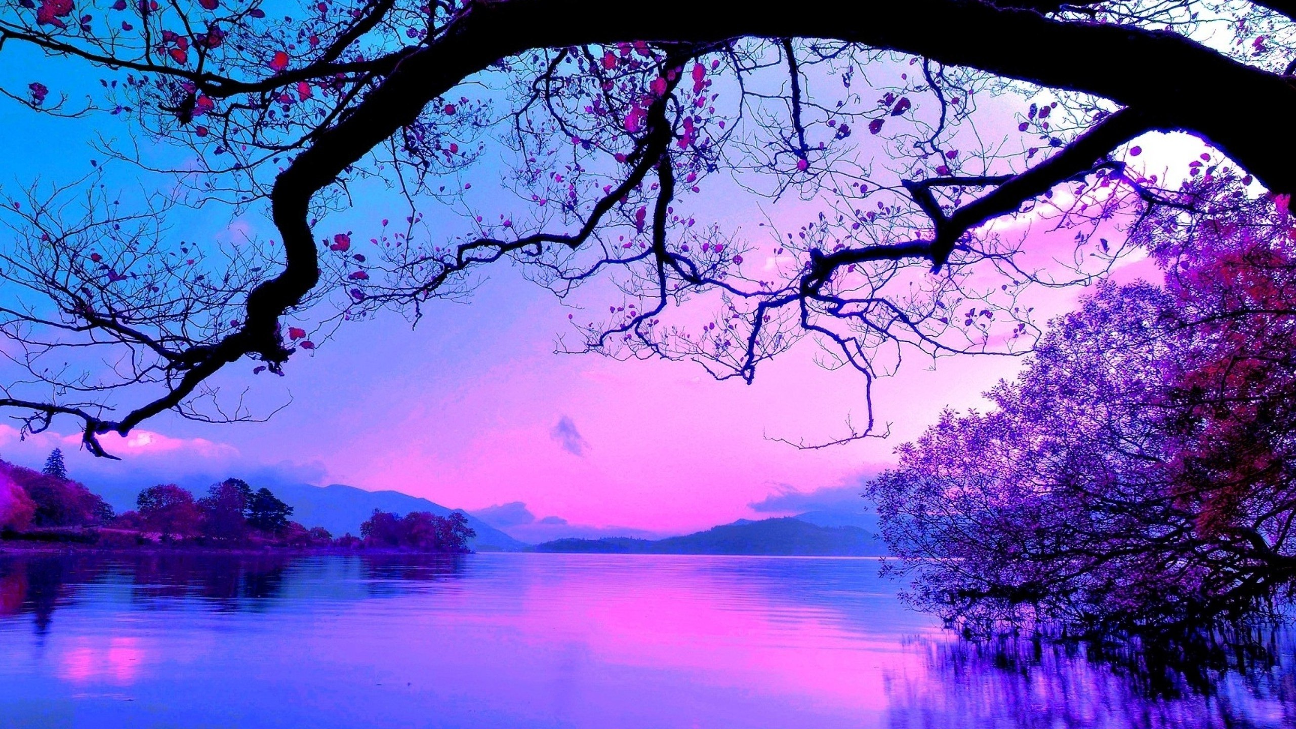 Blue And Purple Sunset - 2560x1440 Wallpaper - teahub.io