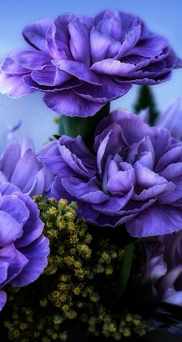 Peony - HD Wallpaper 