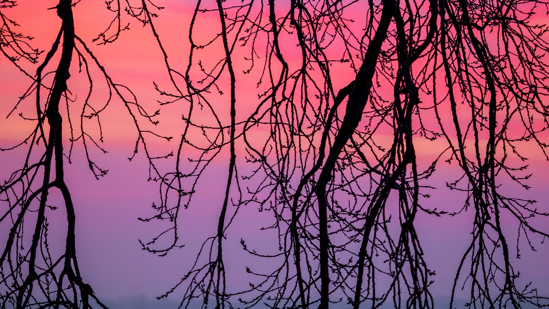 Wallpaper Branches, Sky, Purple, Dusk, Nature - والپیپر برای لپ تاپ - HD Wallpaper 